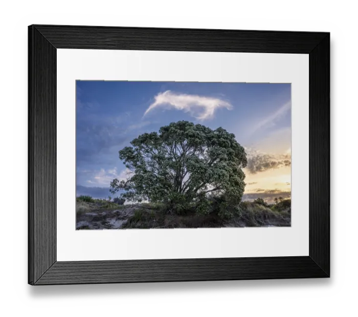 Framed Print : New Zealand Christmas tree (Metrosideros) in the evening Framed Print : New Zealand Christmas tree (Metrosideros) in the evening