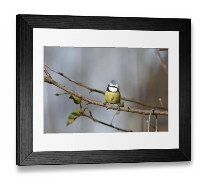 Framed Print : Blue tit (Cyanistes caeruleus)