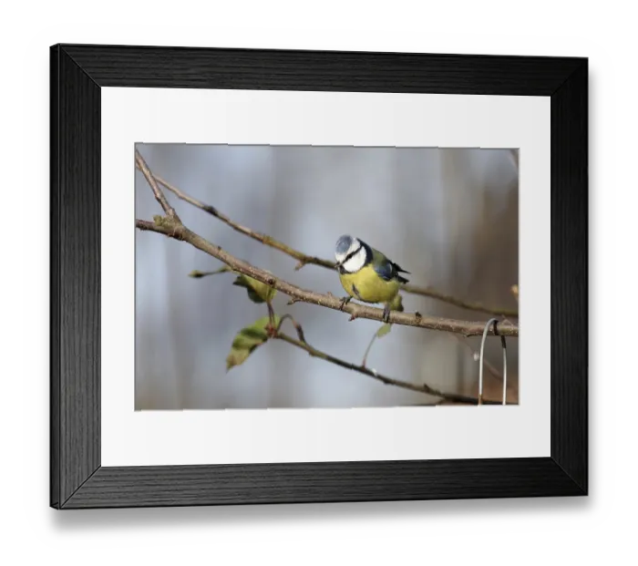 Framed Print : Blue tit (Cyanistes caeruleus)