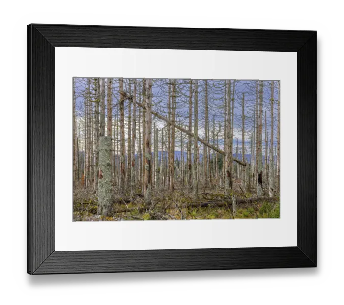 Framed Print : Dead spruce trees in forest in the Harz Mountains in autumn