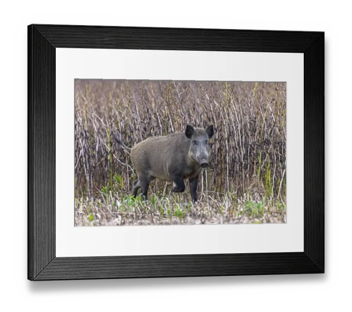 Framed Print : Solitary wild boar (Sus scrofa) sow foraging along edge of farmland