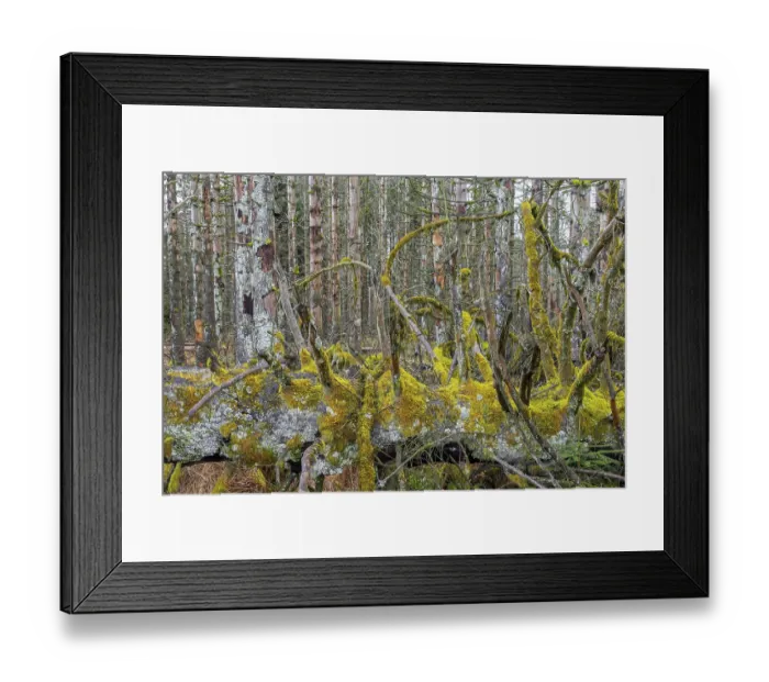 Framed Print : Dead spruce trees in forest in the Harz Mountains in autumn
