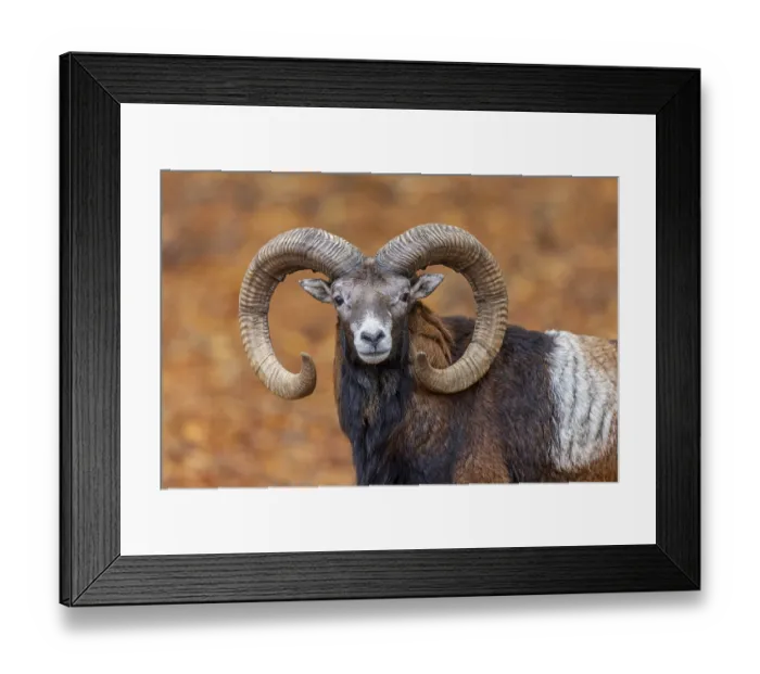 Framed Print : European mouflon (Ovis aries musimon)