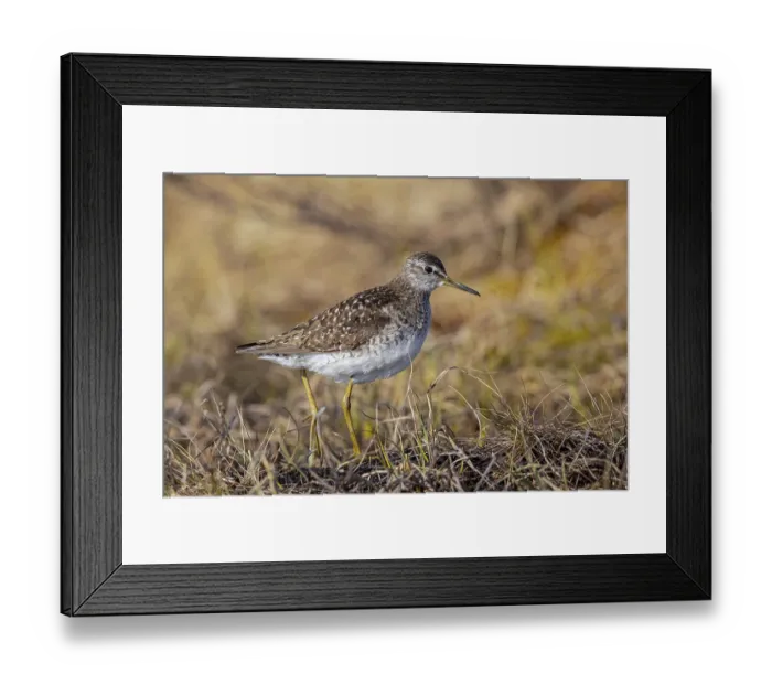 Framed Print : Wood sandpiper (Tringa glareola) adult in breeding plumage foraging in wetland in spring Framed Print : Wood sandpiper (Tringa glareola) adult in breeding plumage foraging in wetland in spring