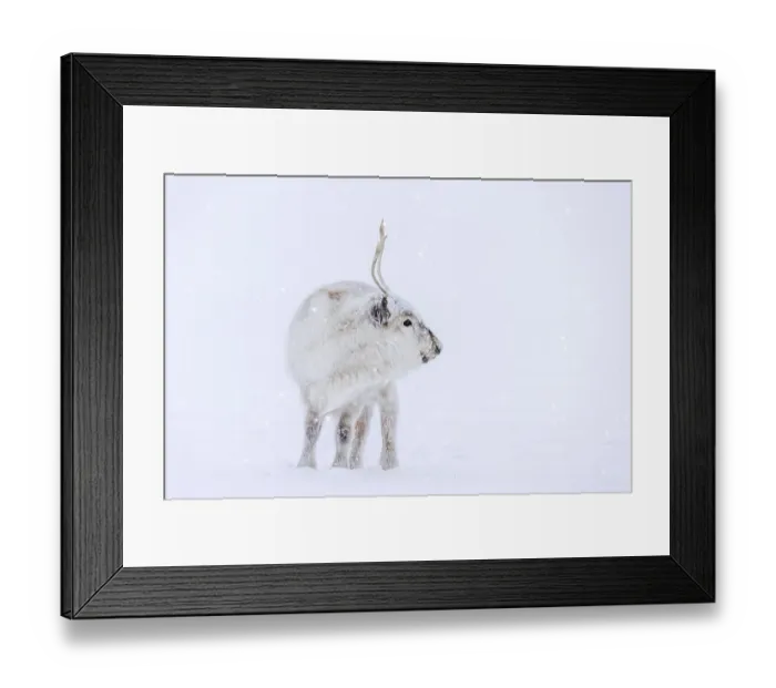 Framed Print : Svalbard reindeer (Rangifer tarandus platyrhynchus)