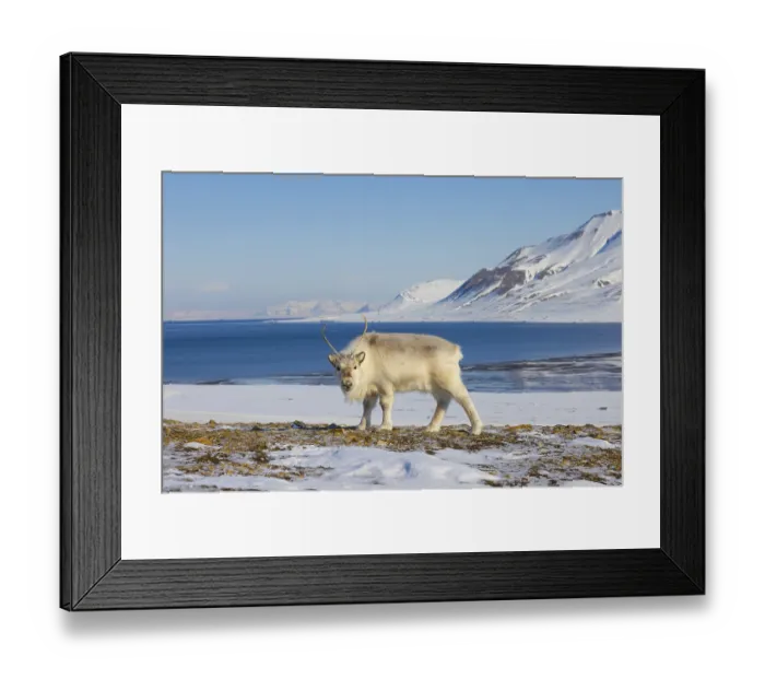 Framed Print : Svalbard reindeer (Rangifer tarandus platyrhynchus)