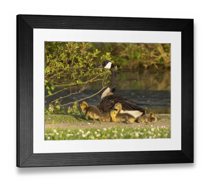 Framed Print : Canada goose (Branta canadensis) Framed Print : Canada goose (Branta canadensis)