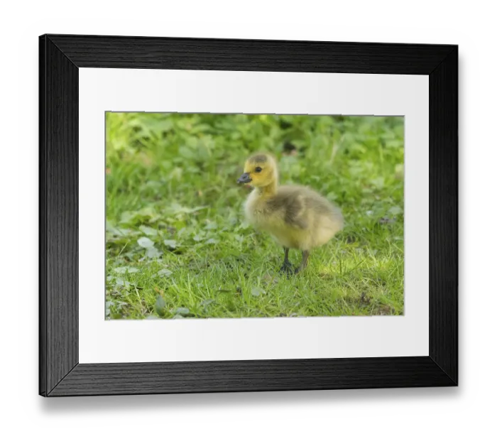 Framed Print : Canada goose (Branta canadensis) Framed Print : Canada goose (Branta canadensis)