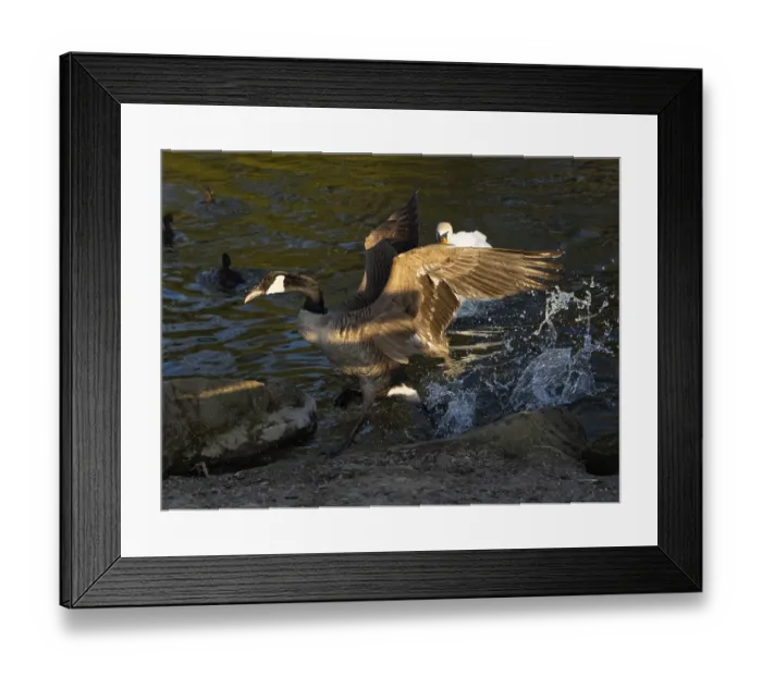 Framed Print : Canada goose (Branta canadensis) Framed Print : Canada goose (Branta canadensis)