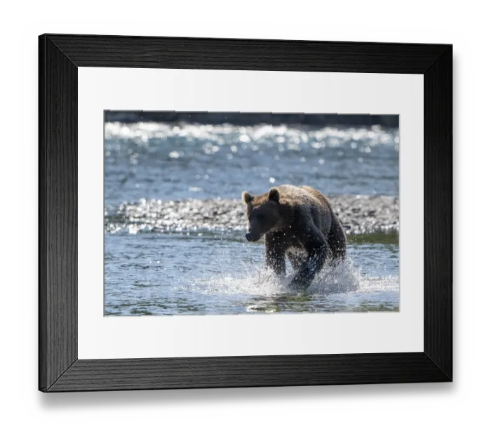 Framed Print : Kodiak bear (Ursus arctos middendorffi) Framed Print : Kodiak bear (Ursus arctos middendorffi)