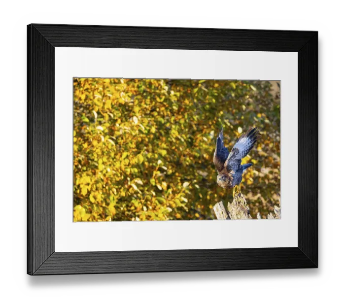 Framed Print : Common Buzzard (Buteo buteo) Germany