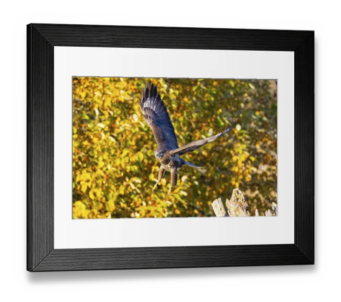 Framed Print : Common Buzzard (Buteo buteo) Germany Framed Print : Common Buzzard (Buteo buteo) Germany