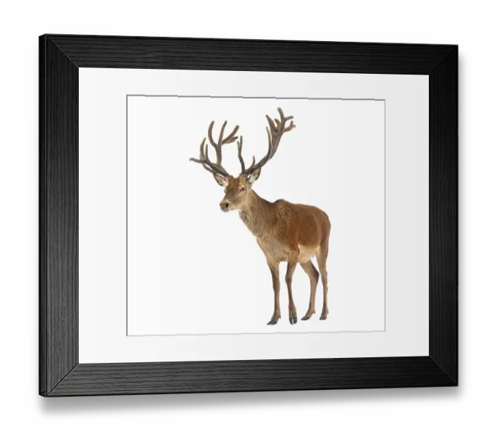 Framed Print : Red deer stag, Cervus elaphus, with large antlers walking on a white background Framed Print : Red deer stag, Cervus elaphus, with large antlers walking on a white background