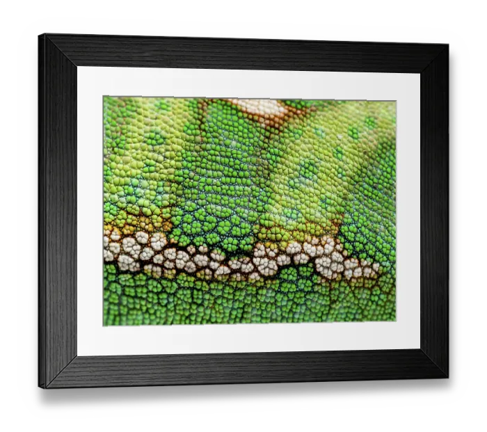 Framed Print : Macro, detail of a veiled chameleon skin and scales