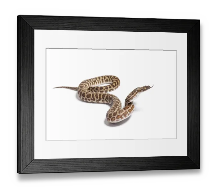 Framed Print : Rainbow boa sniffing tongue out Framed Print : Rainbow boa sniffing tongue out