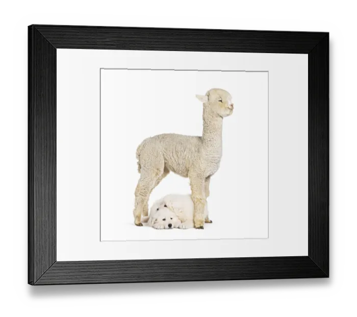 Framed Print : Eight weeks ols puppies Maremma being impregnated with a young alpaca Framed Print : Eight weeks ols puppies Maremma being impregnated with a young alpaca