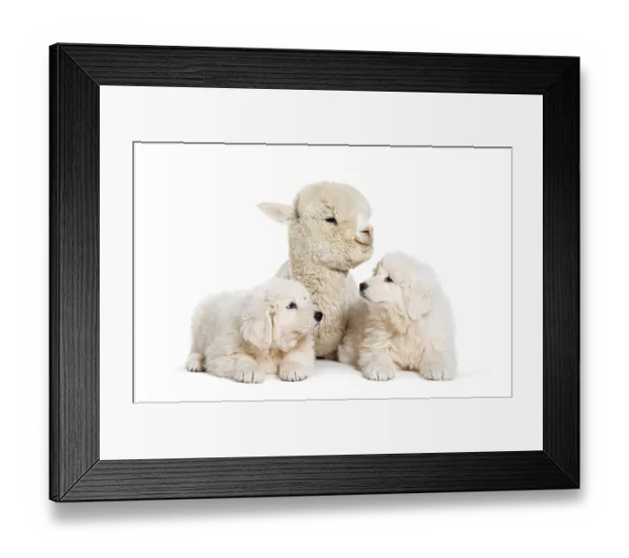 Framed Print : Eight weeks old puppies Maremma being impregnated with a young alpaca