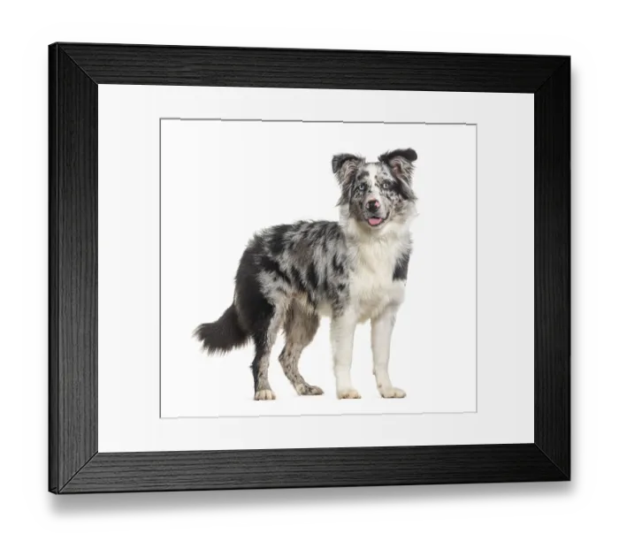 Framed Print : Side view of a standing panting Blue merle puppy australian shepherd looking at the camera Framed Print : Side view of a standing panting Blue merle puppy australian shepherd looking at the camera