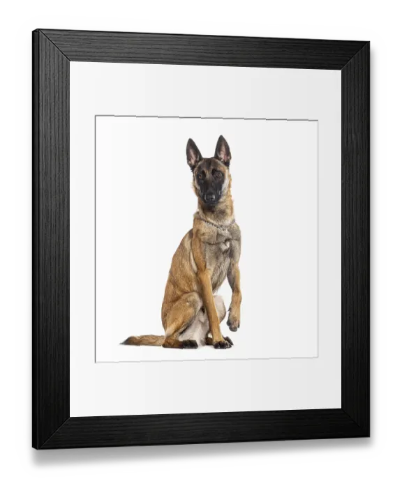 Framed Print : Belgian shepherd Malinois wearing a collar Framed Print : Belgian shepherd Malinois wearing a collar