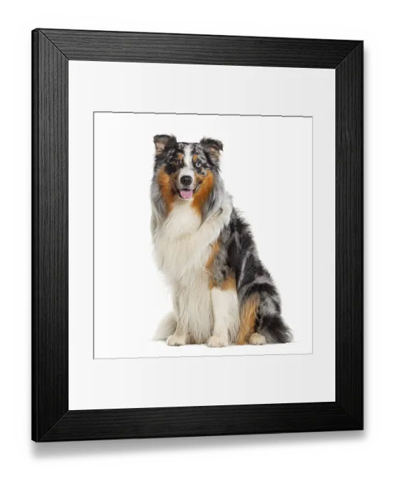 Framed Print : Looking at the camera sitting Blue Merle Australian Shepherd dog Panting