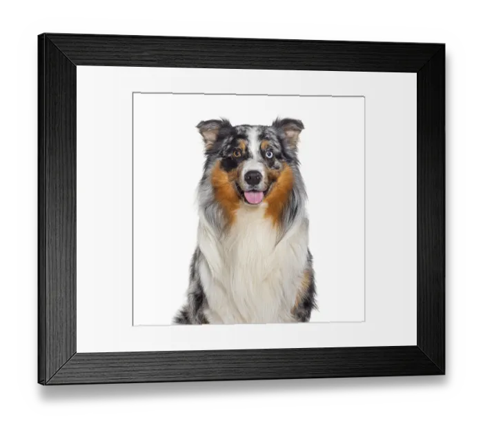 Framed Print : Head shot of a panting Blue Merle Australian Shepherd looking at the camera Framed Print : Head shot of a panting Blue Merle Australian Shepherd looking at the camera