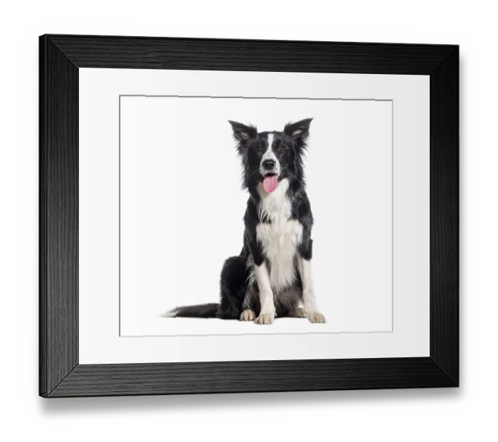Framed Print : Young Black and white Panting Border collie sitting and looking at the camera