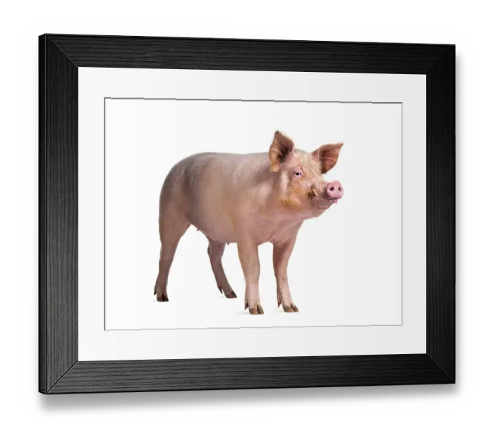 Framed Print : Domestic pig standing in front and sticking the tongue out Framed Print : Domestic pig standing in front and sticking the tongue out
