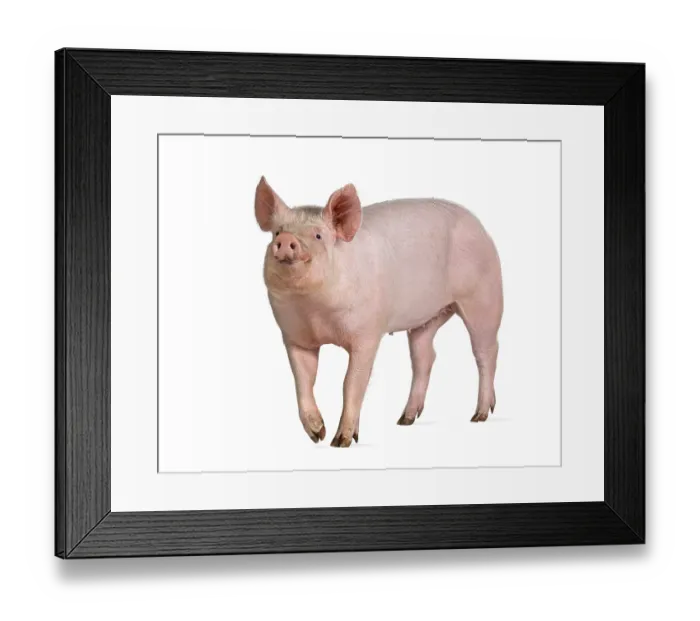 Framed Print : Side view of a Domestic pig, isolated on white