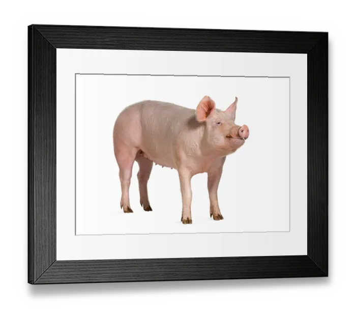 Framed Print : Domestic pig, isolated on white
