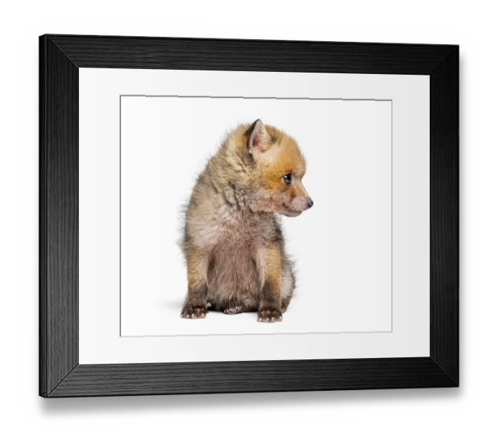 Framed Print : Sitting five weeks old Red fox cub looking away