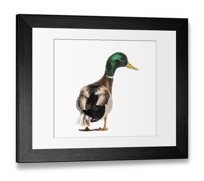 Framed Print : Back view of a Mallard Duck looking at the camera