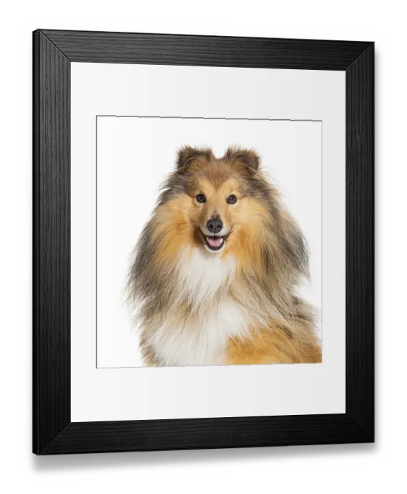 Framed Print : Head shot of Happy Sheltie panting
