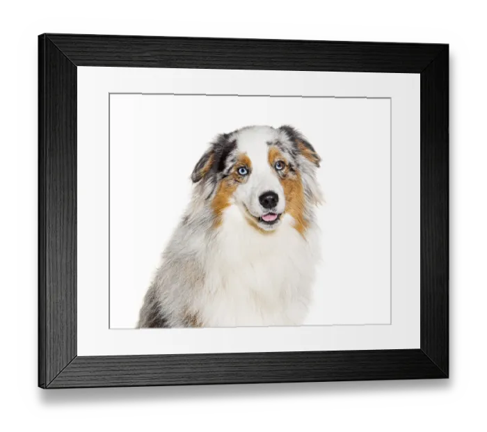 Framed Print : Head shot of a bue eyed Red Merle Australian Shepherd