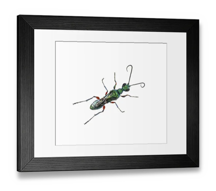 Framed Print : Back side of a Emerald cockroach wasp Framed Print : Back side of a Emerald cockroach wasp