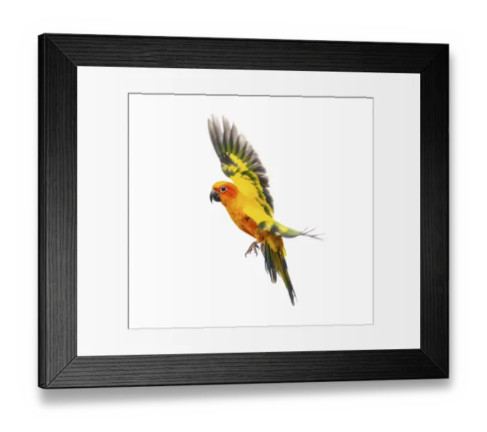 Framed Print : Sun parakeet bird, Aratinga solstitialis Framed Print : Sun parakeet bird, Aratinga solstitialis