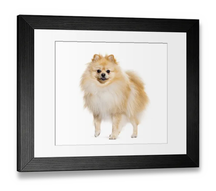 Framed Print : Pomeranian looking at the camera