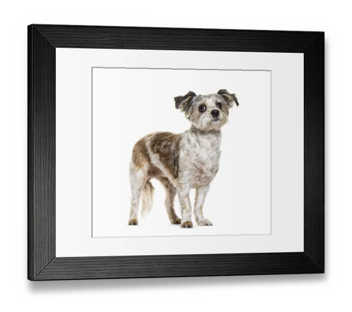Framed Print : Mongrel Dog looking up, isolated on white