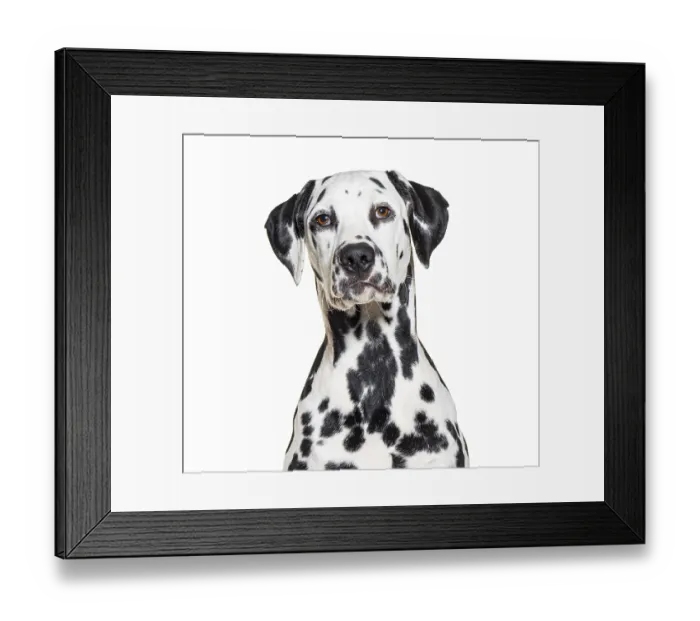 Framed Print : Portrait of a Dalmatian dog, isolated on white