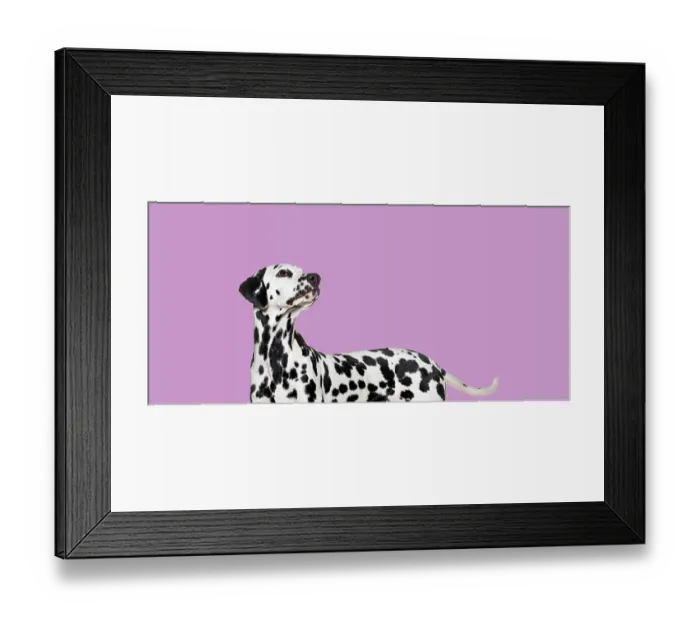 Framed Print : Side view of a Dalmatian dog looking up on pink background