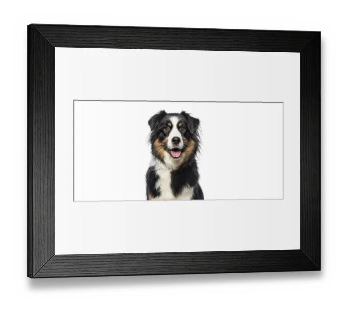 Framed Print : Closeup portrait of Black Tricolor Australian Shepherd panting mouth open