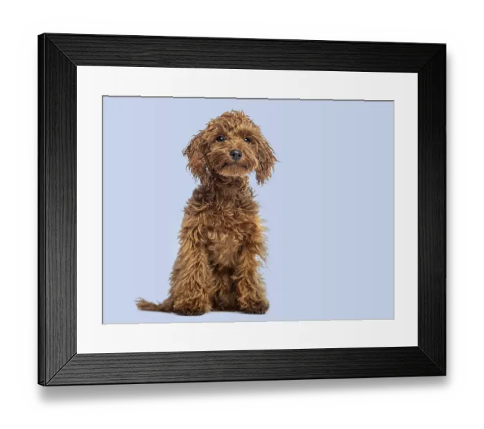 Framed Print : Cute Cheerful Brown Toy Poodle puppy looking away Framed Print : Cute Cheerful Brown Toy Poodle puppy looking away