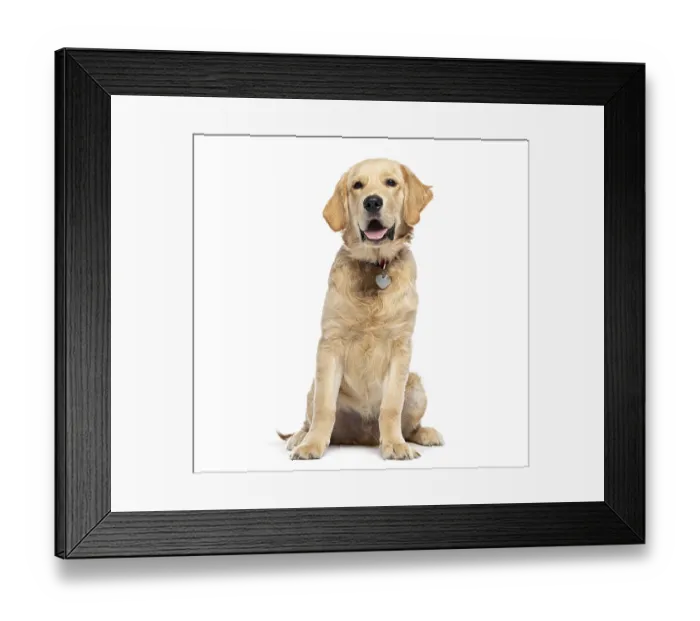Framed Print : Golden Retriever wearing a dog collar with a medal Framed Print : Golden Retriever wearing a dog collar with a medal
