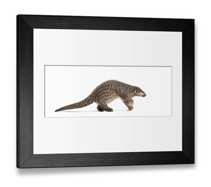 Framed Print : Ten months old pangopup, Chinese pangolins