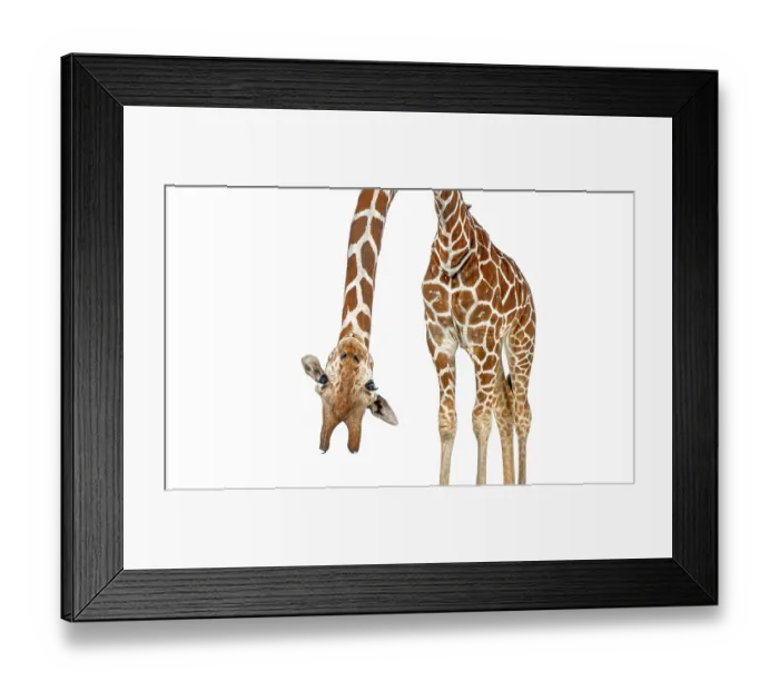 Framed Print : Caricature of a funny and cute giraffe upside down with teeth and big eyes Framed Print : Caricature of a funny and cute giraffe upside down with teeth and big eyes