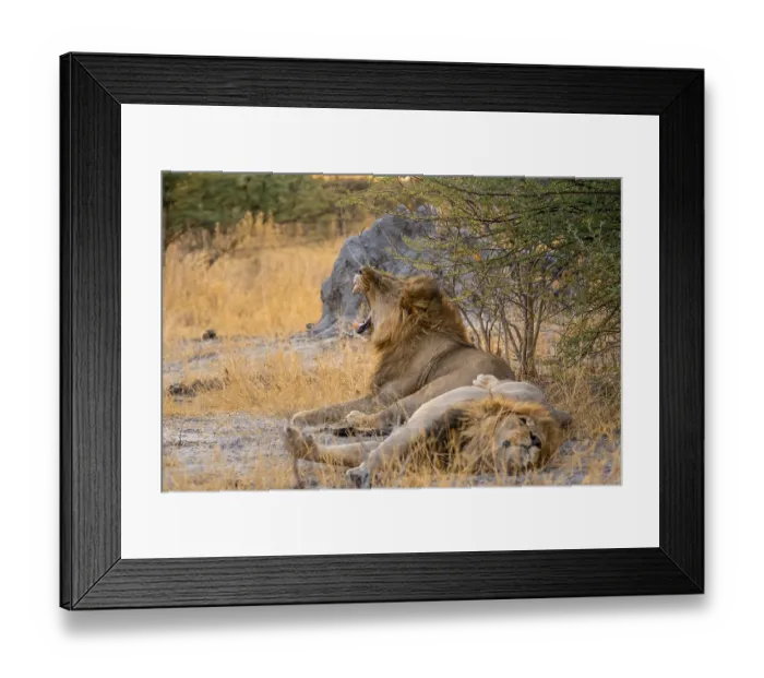 Framed Print : Two maned lions, lion yawns, siblings lying in grass