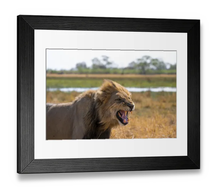 Framed Print : Maned lion, lion (Panthera Leo) hisses