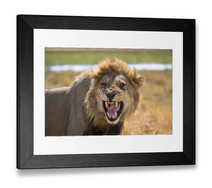 Framed Print : Maned lion, lion (Panthera Leo) hisses Framed Print : Maned lion, lion (Panthera Leo) hisses