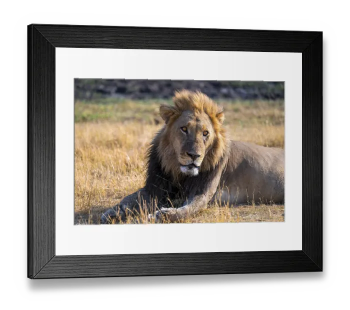 Framed Print : Maned lion (Panthera Leo) lying in grass Framed Print : Maned lion (Panthera Leo) lying in grass