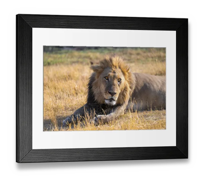 Framed Print : Maned lion (Panthera Leo) lying in grass