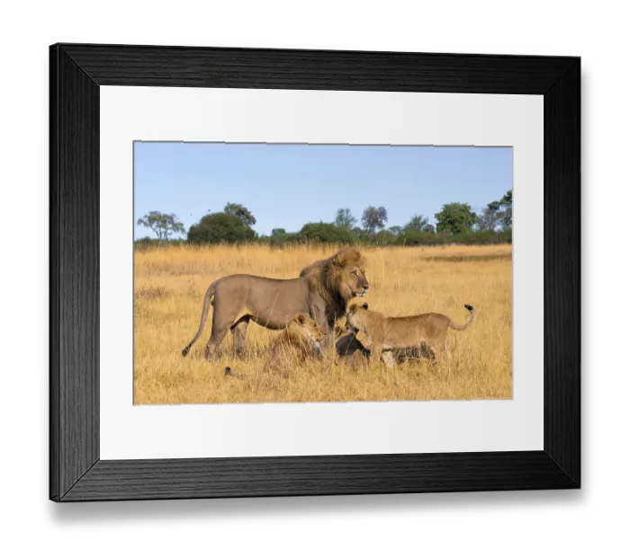 Framed Print : Maned lion and young animals, lion (Panthera Leo) lying in grass